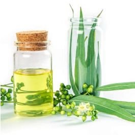 EUCALYPTUS OIL (Pure and Natural)