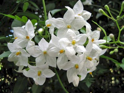 JASMINE INDUSTRIAL FRAGRANCE